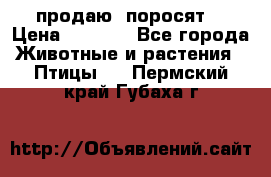 продаю  поросят  › Цена ­ 1 000 - Все города Животные и растения » Птицы   . Пермский край,Губаха г.